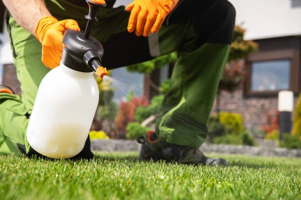 Best Wasp Removal Services  in Alva, OK