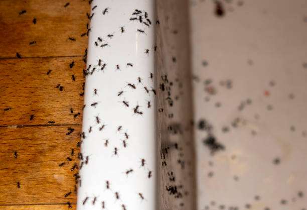 Best Emergency Pest Control  in Alva, OK